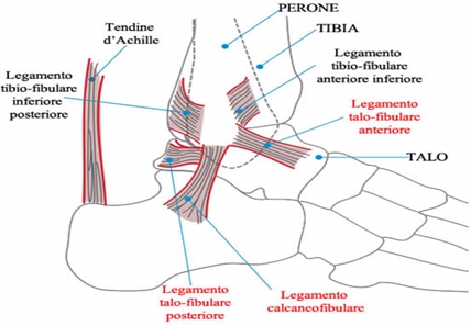 anatomia della caviglia