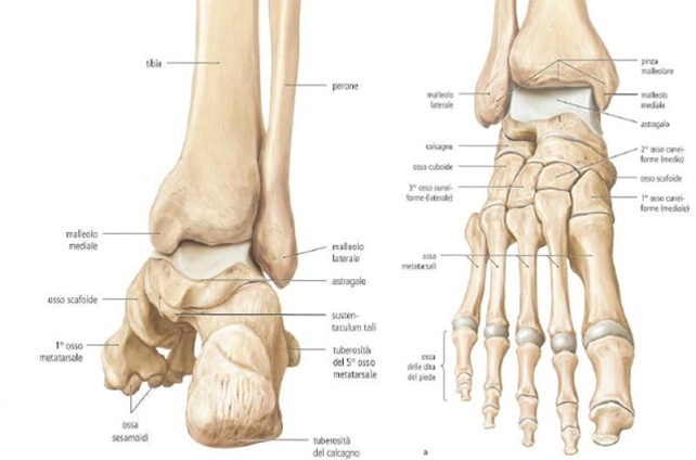 articolazioni coinvolte nella distorsione della caviglia